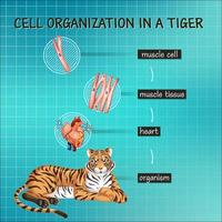 Diagram showing cell organization in a tiger vector