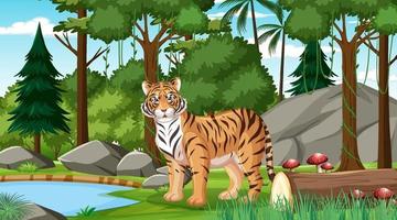 A tiger in forest or rainforest scene with many trees vector