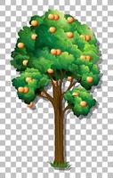 Orange tree isolated vector