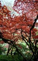 arce japonés en el otoño foto