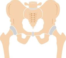 Hip Bone Icon vector