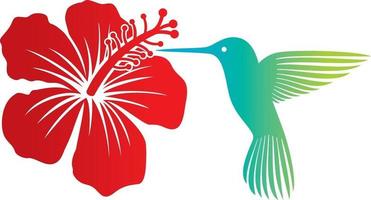colibrí y flor de hibisco rojo vector