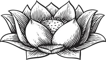 Lotus Flower Vintage Engraved Illustration vector