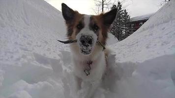 un perro juega en la nieve en una estación de esquí.