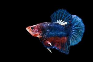 siamese fighting fish isolated on black background photo