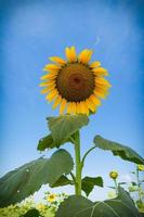 sunflower on blue sky background photo