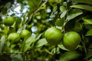 fresh green lime hanging on tree photo