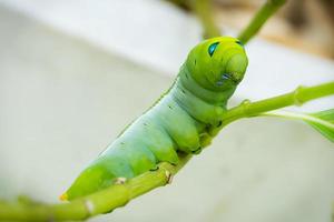 Green Caterpillar on branch