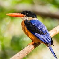 Hermoso pájaro martín pescador en una rama en el bosque foto