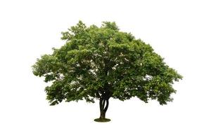 beautiful green tree isolated on white with clipping path photo