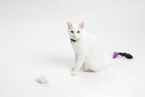 White Cat Fur photo