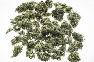 Thai medical marijuana cannabis buds closeup on white studio background photo