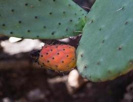 opuntia tunos el higo de cactus foto