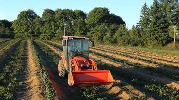 agricultor conduciendo el tractor por las hileras de cultivos video