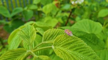 il parassita marrone dell'insetto puzzolente si siede sulle foglie verdi. i coleotteri rovinano il raccolto. video