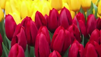 Red and yellow tulips close-up. Field of flowers in the Netherlands. video