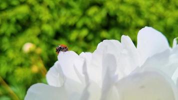 Ladybug takes off from white flower. Summer background. video