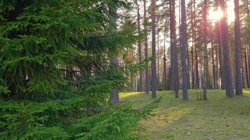 bosque de coníferas al atardecer. las ramas de abeto se mecen con el viento bajo el sol. video