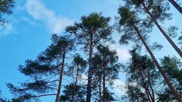 höga tallar svajar i vind mot den blå himlen. nedifrån video