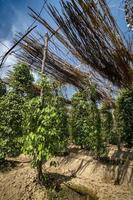 Organic pepper farm peppercorn trees cultivation view in Kampot Cambodia photo