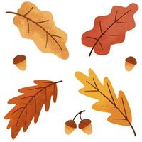 autumn botanical oak set, leaves and acorn vector