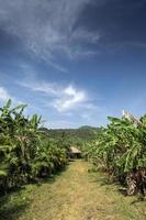 Vista de la plantación de banano en la granja de frutas orgánicas rurales cerca de Kampot, Camboya, en un día soleado