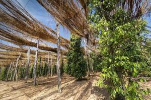 Peppercorn vines growing in organic pepper farm in Kampot province Cambodia photo