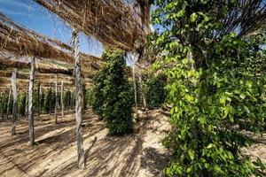 Peppercorn vines growing in organic pepper farm in Kampot province Cambodia photo