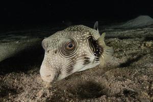 Fish swim in the Red Sea, colorful fish, Eilat Israel photo