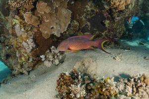 peces nadan en el mar rojo, peces de colores, eilat israel foto