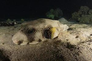 Fish swim in the Red Sea, colorful fish, Eilat Israel photo