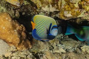 Fish swim in the Red Sea, colorful fish, Eilat Israel photo