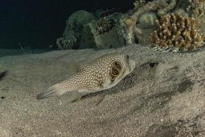 Fish swim in the Red Sea, colorful fish, Eilat Israel photo