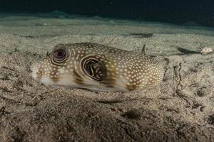 Fish swim in the Red Sea, colorful fish, Eilat Israel photo