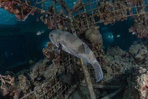 Fish swim in the Red Sea, colorful fish, Eilat Israel photo