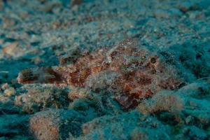 Fish swim in the Red Sea, colorful fish, Eilat Israel photo