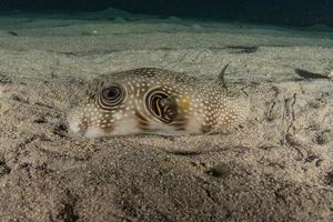 Fish swim in the Red Sea, colorful fish, Eilat Israel photo