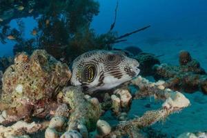 Fish swim in the Red Sea, colorful fish, Eilat Israel photo