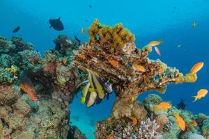 Fish swim in the Red Sea, colorful fish, Eilat Israel photo