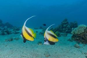 Fish swim in the Red Sea, colorful fish, Eilat Israel photo