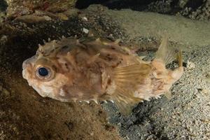 Fish swim in the Red Sea, colorful fish, Eilat Israel photo