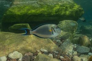 Fish swim in the Red Sea, colorful fish, Eilat Israel photo