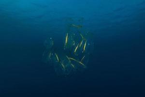 Fish swim in the Red Sea, colorful fish, Eilat Israel photo