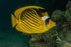 Fish swim in the Red Sea, colorful fish, Eilat Israel photo