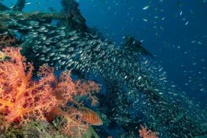 Fish swim in the Red Sea, colorful fish, Eilat Israel photo