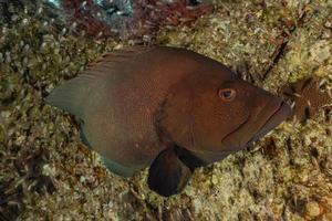 Fish swim in the Red Sea, colorful fish, Eilat Israel photo