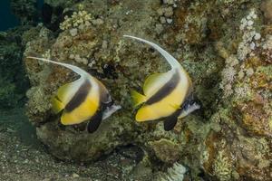 Fish swim in the Red Sea, colorful fish, Eilat Israel photo