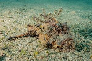 Fish swim in the Red Sea, colorful fish, Eilat Israel photo