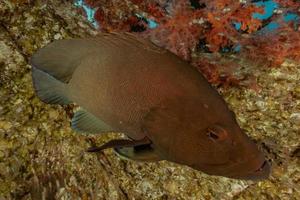 Fish swim in the Red Sea, colorful fish, Eilat Israel photo