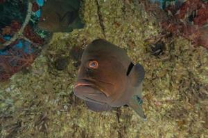 Fish swim in the Red Sea, colorful fish, Eilat Israel photo